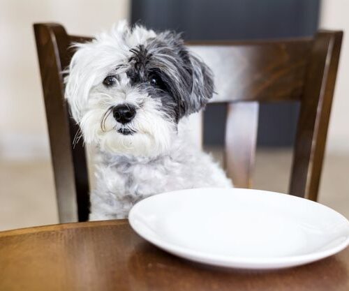 Beneficios de la comida casera para perros